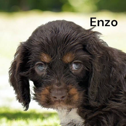 puppy, for, sale, Cocker Spaniel, Joe & Cherri  Overlease, dog, breeder, Miller, MO, dog-breeder, puppy-for-sale, forsale, nearby, find, puppyfind, locator, puppylocator, aca
